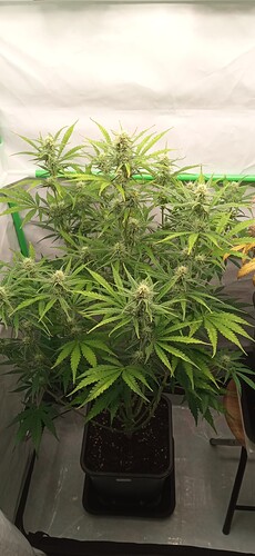 Growreport Bild 3