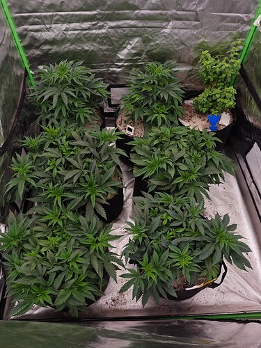 Growreport Bild 2