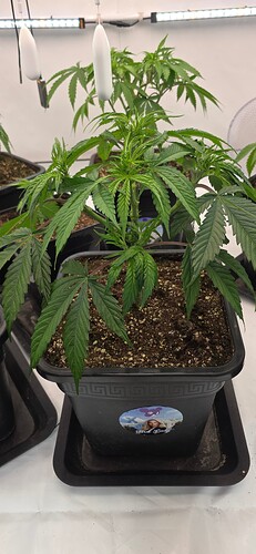 Growreport Bild 50