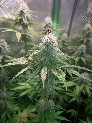 WhatsApp Bild 2025-01-04 um 19.21.25_7a6e1d42