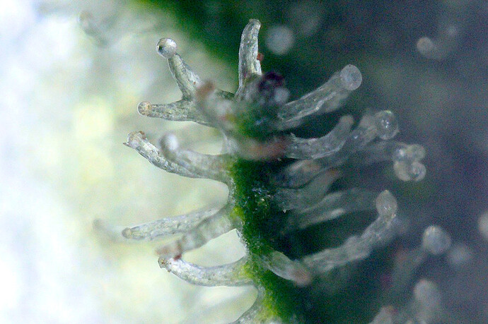 Grow25_0628_MZA_Ernte_gut_5