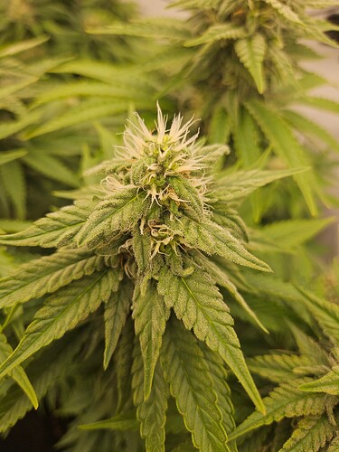 Growreport Bild 13