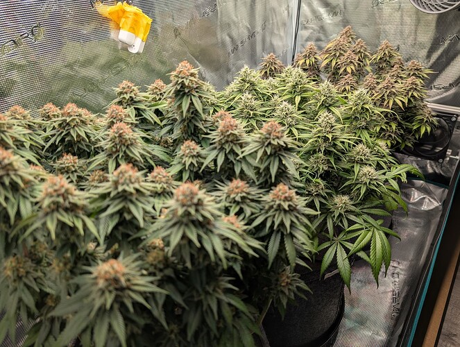 Growreport Bild 12