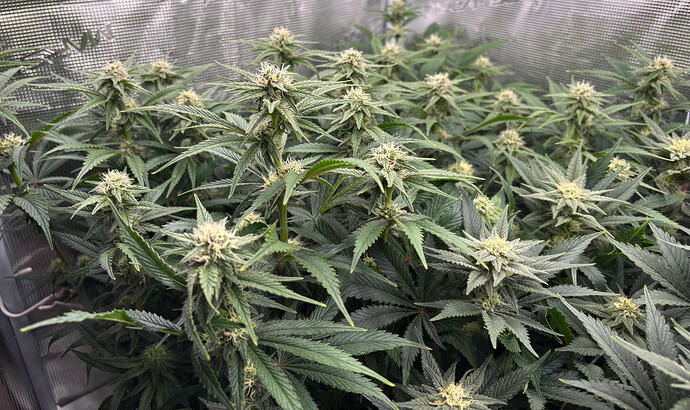 Foto 17.01.26, 06 06 31