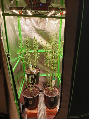 Growreport Bild 33