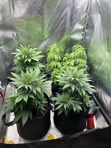 Growreport Bild 4