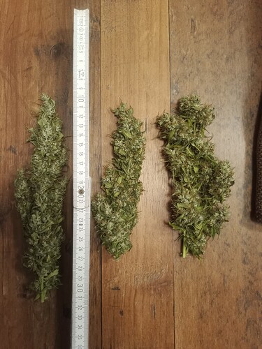 Growreport Bild 18