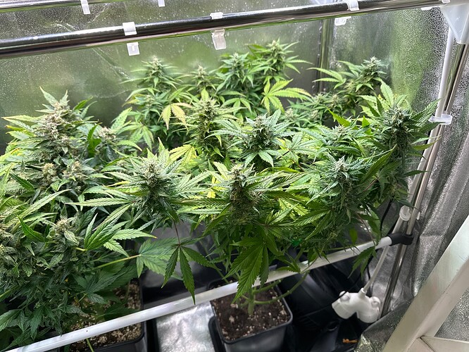 Growreport Bild 31