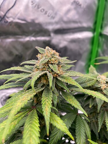 Growreport Bild 14