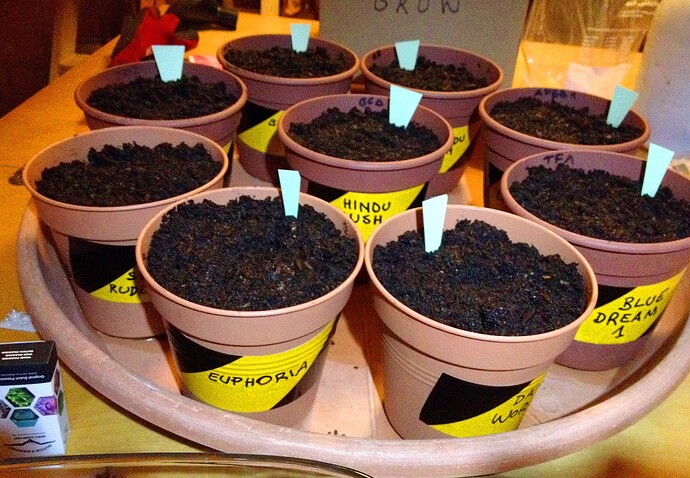 Growreport Bild 42