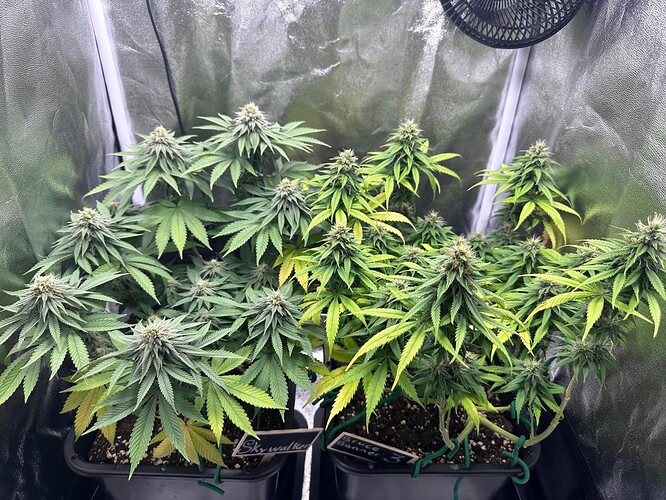 Growreport Bild 37