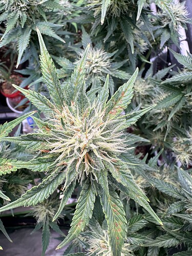 Growreport Bild 1