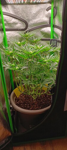 Growreport Bild 6