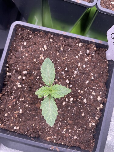 Growreport Bild 10