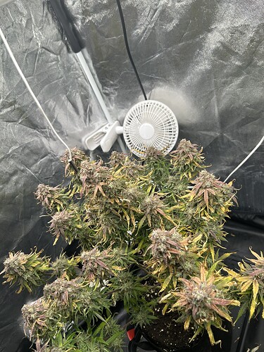 Growreport Bild 2