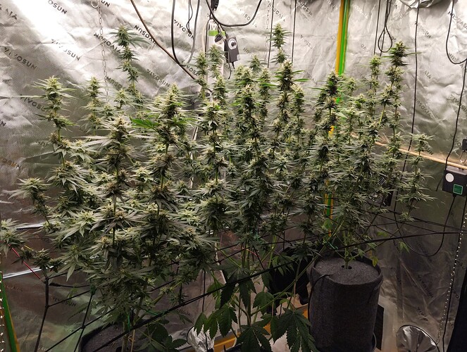 Growreport Bild 1