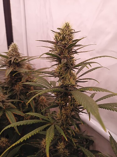 Growreport Bild 30