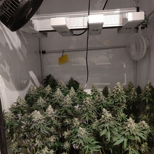 Growreport Bild 6