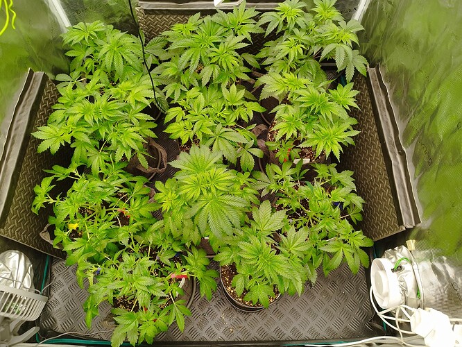 Growreport Bild 4