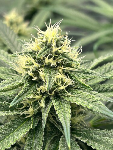Growreport Bild 10