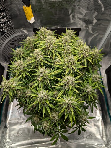 Growreport Bild 1