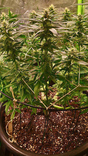 Growreport Bild 7