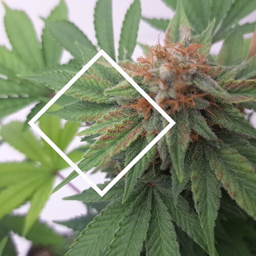 Growreport Bild 13