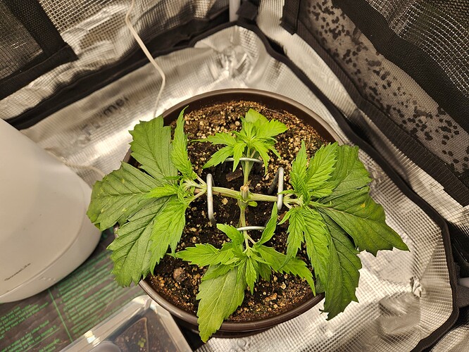 Growreport Bild 27