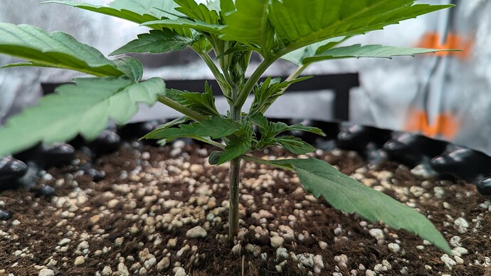 PXL_20240712_091025537.MP