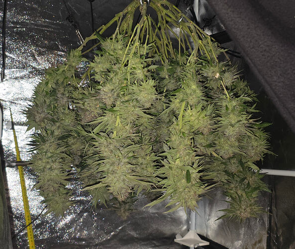 Growreport Bild 32