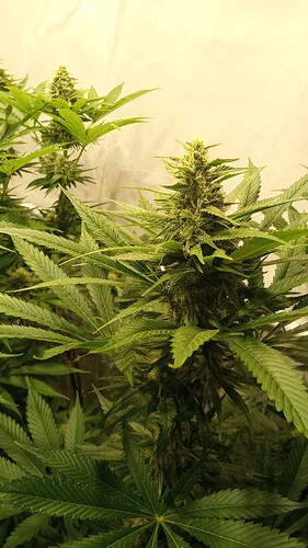 Growreport Bild 22