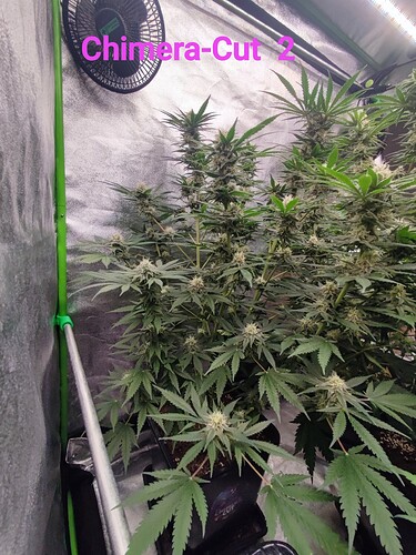 IMG_20240918_135155