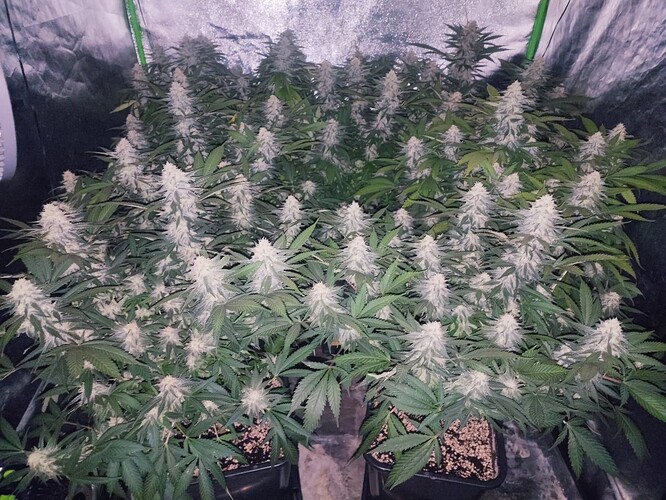 Growreport Bild 49