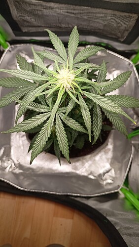 Growreport Bild 10