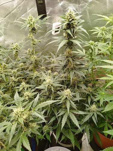Mehrere Cannabis-Pflanzen in der Blütephase in einem Zelt, mit sichtbaren Blütenständen und Blättern.