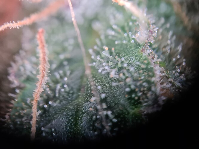Growreport Bild 32