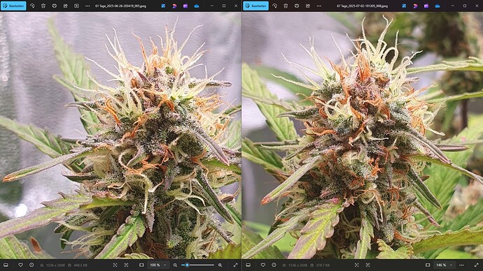 61_67_TageCinBud01