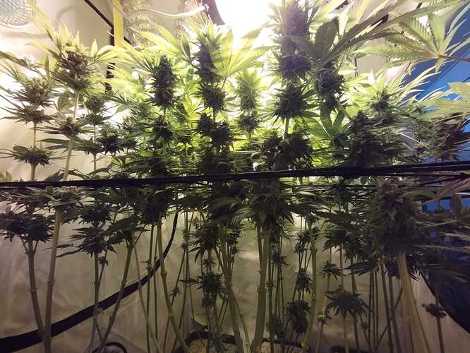 Growreport Bild 1