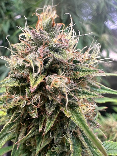 Growreport Bild 2