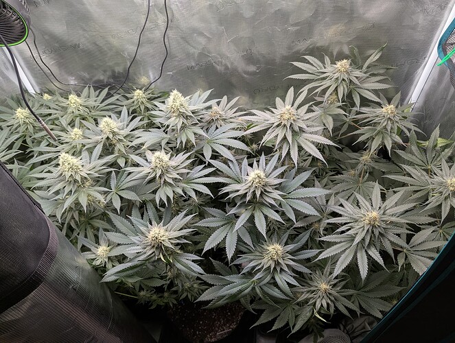 Growreport Bild 3