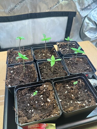 Growreport Bild 24