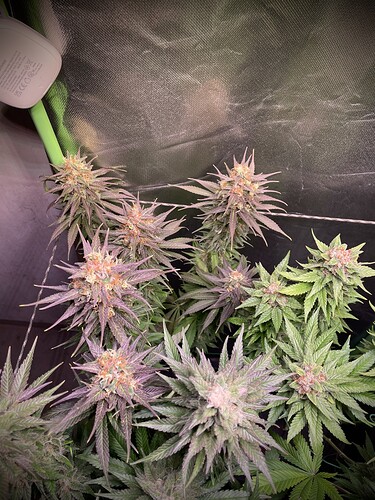 Growreport Bild 9