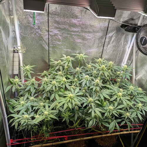 Growreport Bild 3