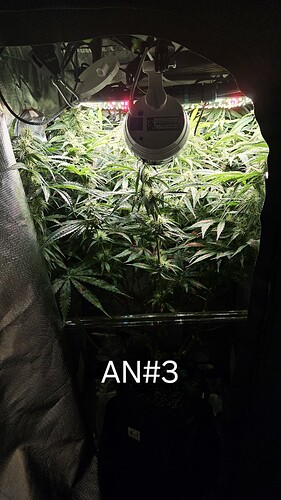 Growreport Bild 6
