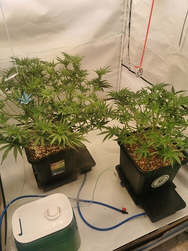 Growreport Bild 3