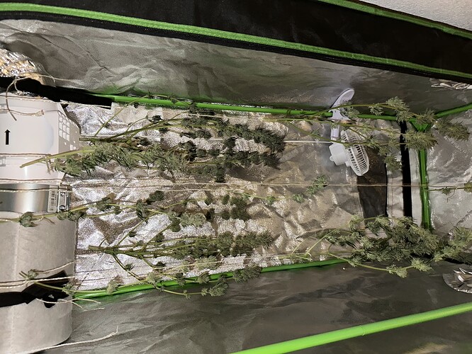 Geerntete Cannabis-Pflanzen hängen zum Trocknen in einem Grow-Zelt.