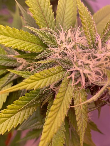 Growreport Bild 48