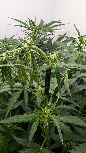 PXL_20240806_192434336.MP