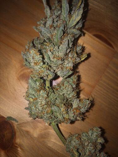 Growreport Bild 2