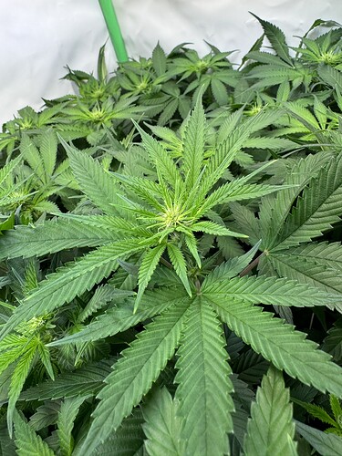 Growreport Bild 13